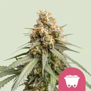 Royal Queen Seeds shining silver haze