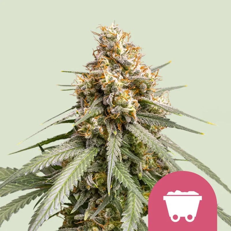 Royal Queen Seeds shining silver haze