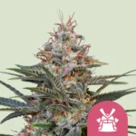 Royal Queen Seeds Shogun