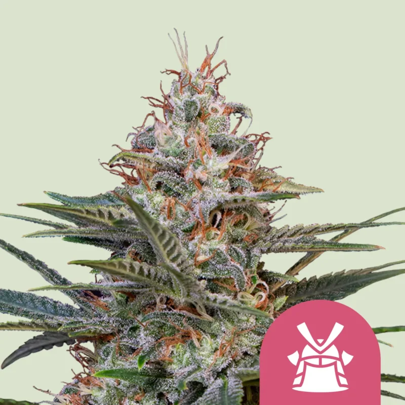 Royal Queen Seeds shogun
