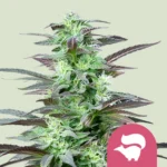 Royal Queen Seeds Skunk XL