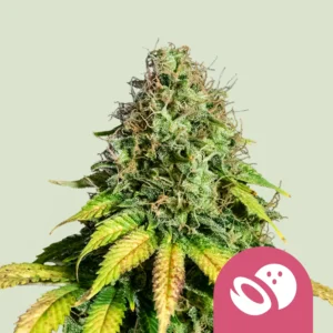 Royal Queen Seeds somango xl