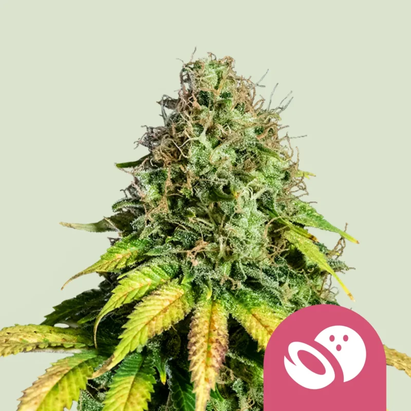 Royal Queen Seeds somango xl