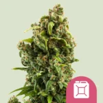 Royal Queen Seeds Sour Diesel
