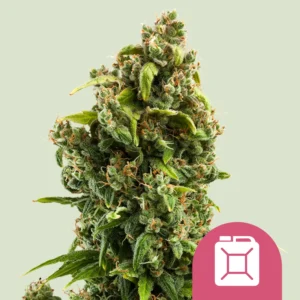 Royal Queen Seeds sour diesel