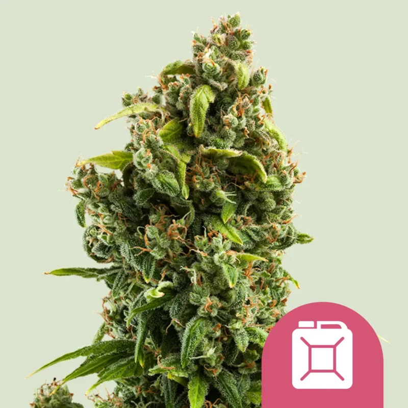Royal Queen Seeds sour diesel