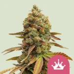 Royal Queen Seeds Special Queen #1
