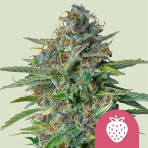 Royal Queen Seeds strawberry cough