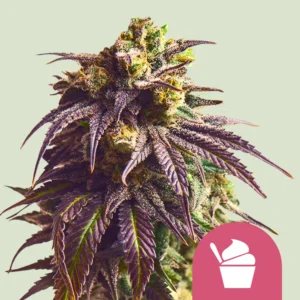 Royal Queen Seeds sundae driver fem