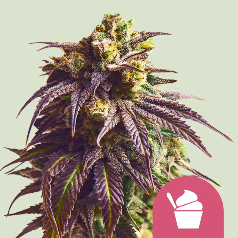 Royal Queen Seeds sundae driver fem