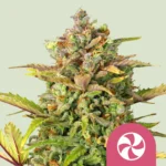 Royal Queen Seeds Sweet ZZ