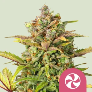 Royal Queen Seeds sweet zz fem