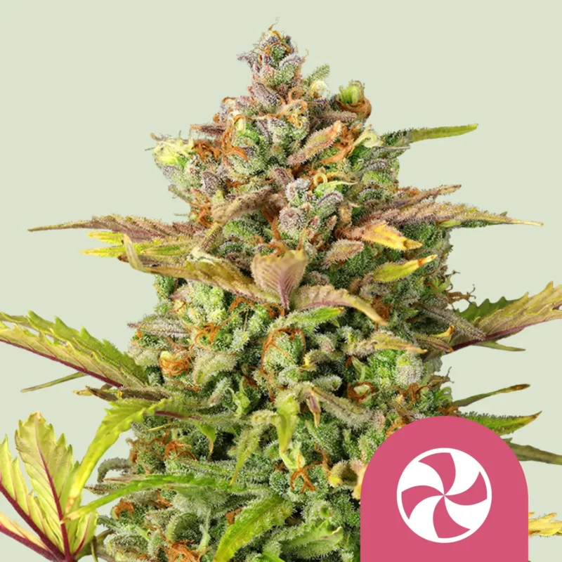 Royal Queen Seeds sweet zz fem