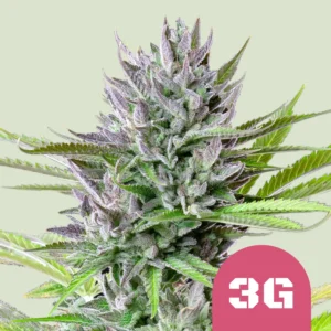 Royal Queen Seeds triple G