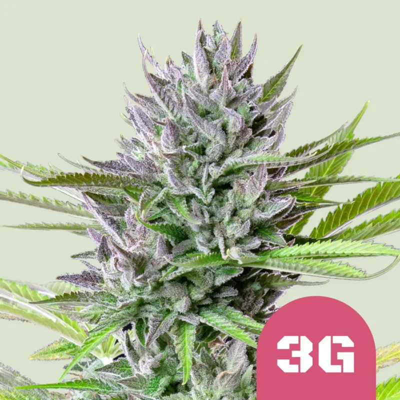 Royal Queen Seeds triple G