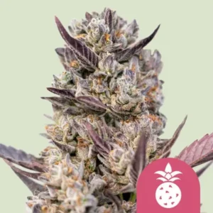 Royal Queen Seeds tropicana cookies purple