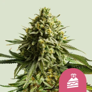 Royal Queen Seeds wedding cake fem