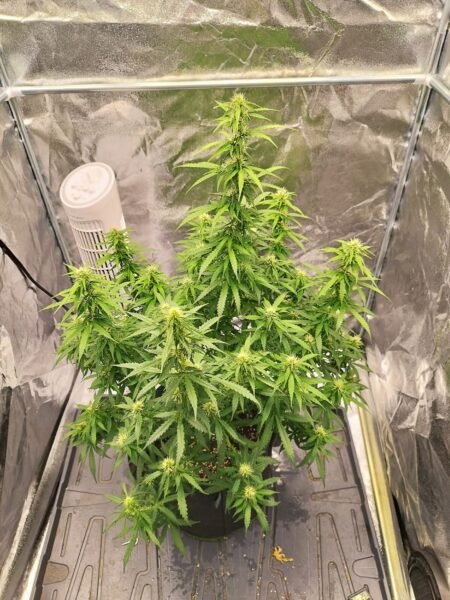 Unbekannt Auto von Bud Smoker 420