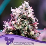 Anesia Seeds Amnesia Flash Auto - 3 Stück