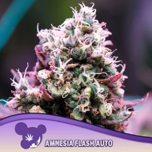 Amnesia Flash Auto 960x960