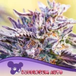 Anesia Seeds Bubble Gum Auto - 3 Stück