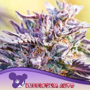 Bubblegum Auto 960x960