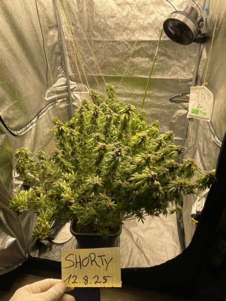 Gelato 41 von Shorty Kush