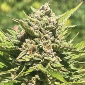 Humboldt Seed Co Banana Melt