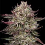 Humboldt Seed Co. Chicken n' Wafflez - 3 Samen