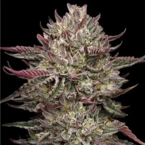 Humboldt Seed Co Chicken n Wafflez