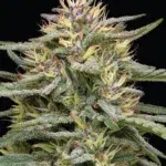 Humboldt Seed Co. Raspberry Parfait