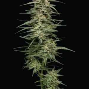 Humboldt Seed Co. Raspberry Parfait – 3 Samen