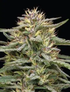 Humboldt Seed Co. Raspberry Parfait
