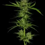 Humboldt Seed Co. Slightly Stoopid Fruits - 3 Samen