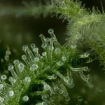 Humboldt Seed Co. Slightly Stoopid Fruits