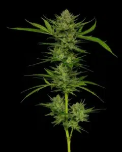 Humboldt Seed Co. Slightly Stoopid Fruits