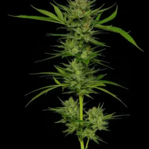 Humboldt Seed Co. Slightly Stoopid Fruits – 3 Samen