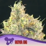 Anesia Seeds Nova OG - 3 Stück