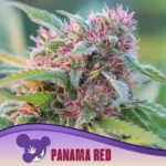 Anesia Seeds Panama Red - 3 Stück