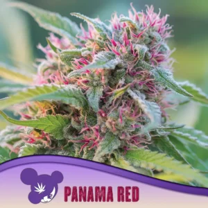 Panama Red 960x960