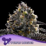 Anesia Seeds Purple Lobster - 3 Samen