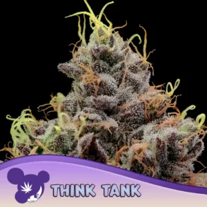 Think Tank 960x960