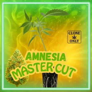 Amnesia Master Cut Stecklinge