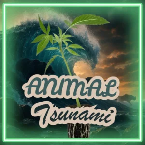 Animal Tsunami Cannabis Stecklinge Hanfsteckling