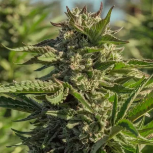 Atlas Seed Peanut Butter Souffle