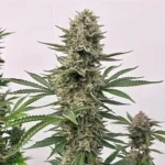 Atlas Seed Space Panda