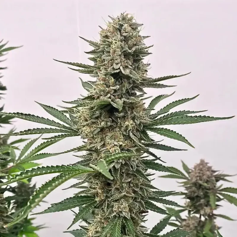 Atlas Seed Space Panda