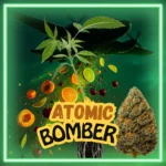 Atomic Bomber Stecklinge