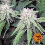Barneys Farm Peyote Critical 10