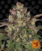 Barneys Farm Peyote Critical